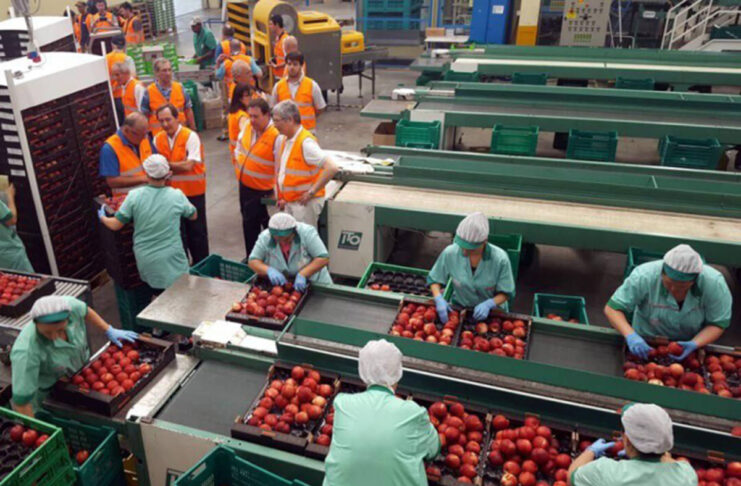 empacadores de frutas con o sin experiencia fruit packers