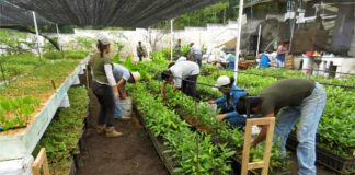 Hombres y mujeres para trabajar en vivero greenhouse workersAyudantes de producción para vivero Nursery production assistants female and male staff personal masculino y femenino