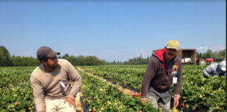 trabajadores para campo field workers