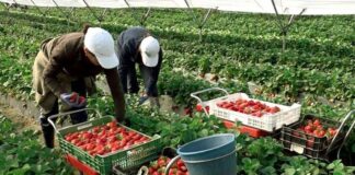 Ayudantes Para Cosecha De Fresas Strawberry Pickers and Packers