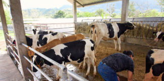 Obreros/Ayudantes Para Granja Lechera Workers For Dairy Farm