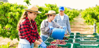 Peones/as Agrícolas agricultural worker