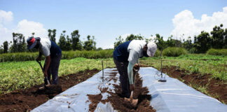Trabajador Para Granja Orgánica farm workes