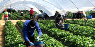 Trabajadores/as Agrícolas agricultural workers