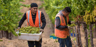 Trabajadores/as Para Viñedo Workers For Vineyard