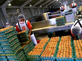 Empacadores/Apiladores De Huevos egg packing
