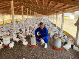 Trabajadores Para Granja Avícola Workers For Poultry Farm