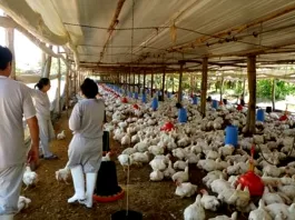 Operarios/as Para Granja Avícola poultry farm operators