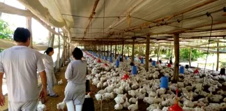 Operarios/as Para Granja Avícola poultry farm operators