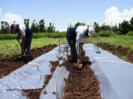 Trabajadores/as Agrícolas/Cosechadores Agricultural Workers/Harvesters