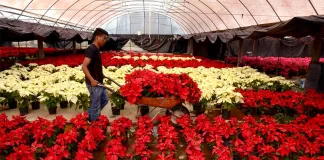 Ayudantes/Peones Para Vivero De Plantas plant nursery workers