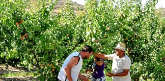 SE BUSCAN OPERARIOS/AS AGRÍCOLAS PARA ACLAREO DE FRUTAS (MÍNIMA EXPERIENCIA), SALARIO SEGÚN CONVENIO Operarios/as Agrícolas agricultural workers