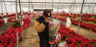 Personal Para Vivero De Plantas plant nursery staff