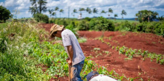 Peones/as Agrícolas Para Plantar, Cultivar y Regar Cultivos Agricultural Laborers to Plant, Cultivate and Water Crops