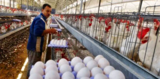 SE BUSCA TRABAJADOR DE GRANERO PARA GRANJA DE HUEVOS (CON O SIN EXPERIENCIA), INCORPORACIÓN INMEDIATA. BUEN PAGO Trabajador De Granero Para Granja De Huevos barn worker for egg farm
