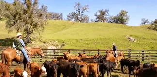 Ayudantes Para Rancho De Ganado empleo en Wyoming Livestock Ranch Helpers employment in Wyoming