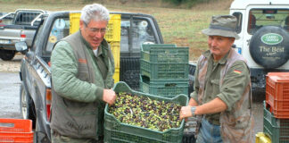 Operarios Para Fábrica De Aceitunas empleo de operario en España Olive Factory Operators operator employment in Spain