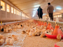 Trabajador de Granja Avícola Empleado Para Rancho en Canadá Empleo sin experiencia Poultry Farm Worker Ranch Employee in Canada