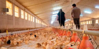 Trabajador de Granja Avícola Empleado Para Rancho en Canadá Empleo sin experiencia Poultry Farm Worker Ranch Employee in Canada