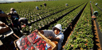 Trabajadores de Campo Cosecha de Fresas empleo en California Peón Agrícola en Estados Unidos Field Workers Strawberry Harvest employment in California Farm Labor in the United States