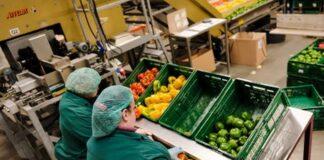 envasadores de hortalizas empleo de envasador en España empleo en Valencia vegetable packers packer jobs in Spain jobs in Valencia