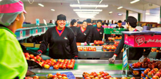 Envasadores Para Almacenes de Fruta envasador en España Envasadores de frutas Packers for Fruit Warehouses packer in Spain Fruit packers