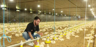 Peón para granja Avícola empleo de peón en España Empleo en Barcelona Laborer for Poultry farm laborer employment in Spain Employment in Barcelona