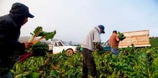 Trabajadores Agrícolas Para Granja de Verduras en Canadá Empleo sin experiencia Agricultural Workers for Vegetable Farm in Canada Job without experience