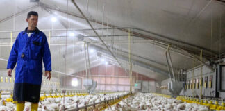 Trabajadores Para Granja Avícola en Canadá Empleo sin experiencia Granja familiar Poultry Farm Workers in Canada Jobs without experience Family farm
