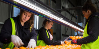 Envasadores de Cítricos en España Almacén en Cartagena Citrus Packers in Spain Warehouse in Cartagena