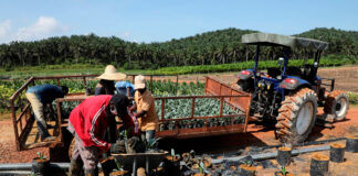 SE SOLICITAN PEONES AGRARIOS PARA PLANTACIÓN DE PALMERAS (CON O SIN EXPERIENCIA), INCORPORACIÓN INMEDIATA. BUENA REMUNERACIÓN Peones Agrarios Plantación de Palmeras Agricultural Laborers Palm Plantation Agricultural Laborers Braccianti agricoli Piantagione di palme Landarbeiter Palmenplantage