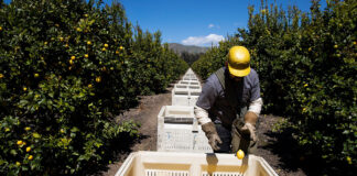 Peones Agrícolas Finca del Sector Citrícola Landarbeiter Zitrusfruchtsektor Agricultural Workers Citrus Sector Farm Braccianti agricoli Azienda agricola del settore agrumi