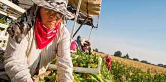 Peones Agrícolas Granja de Cereales Virden Manitoba, Empleo de Peón Agrícola en Canadá Farm Laborers Grain Farm Braccianti agricoli Fattoria di cereali Landarbeiter Getreidefarm
