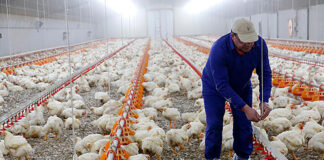 Trabajadores Avícolas Para Granja empleado para granja en Estados Unidos Poultry Farm Workers Geflügelfarmarbeiter Lavoratori agricoli di pollame