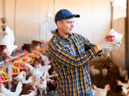 Trabajadores Para Granja Avícola en Canadá Empleado para granja sin experiencia Granja familiar Poultry Farm Workers in Canada Farm employee with no experience Family farm