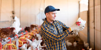 Trabajadores Para Granja Avícola en Canadá Empleado para granja sin experiencia Granja familiar Poultry Farm Workers in Canada Farm employee with no experience Family farm