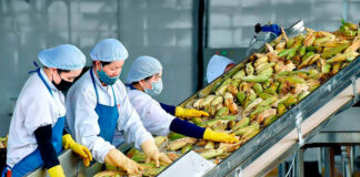 Manipuladoras de Fruta y Verdura en San Javier Empleo en Marcia empleo de envasador en España Fruit and Vegetable Handlers in San Javier Jobs in Marcia Packer jobs in Spain