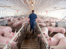 Trabajador de granero Granja de Cría de Cerdos en Arkona Empleo en Ontario Empleo sin experiencia en Canadá Barn Worker Pig Farm in Arkona Jobs in Ontario Jobs without experience in Canada