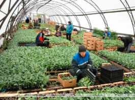 Trabajadores de Invernadero en USA Personal para Vivero Empleo sin experiencia en USA Greenhouse Workers in the USA Nursery Personnel Employment without experience in the USA