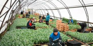 Trabajadores de Invernadero en USA Personal para Vivero Empleo sin experiencia en USA Greenhouse Workers in the USA Nursery Personnel Employment without experience in the USA