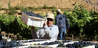 Peón Agrícola Para Viñedo Empresa del Sector Vitivinícola Gumiel De Izan Empleo en Burgos peones agrícolas en España Agricultural Laborer for Vineyard in Spain Company in the Wine Sector
