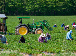 Peones Agrícolas Empleo de Peón Agrícola en Canadá Surrey Columbia Británica Empleo sin experiencia Farm Laborers Farm Labor Jobs in Canada Surrey British Columbia Jobs without experience
