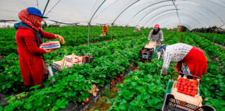 Trabajadores Agrícolas Cosecha de Fresas Empleo de Peón Agrícola en Estados Unidos Empleo en Santa María Empleo en California Agricultural Workers Strawberry Harvest Farm Labor