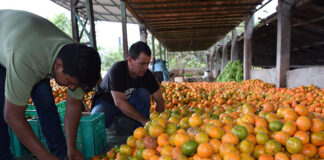 Trabajadores Agrícolas Recolección de Pomelos y Naranjas en Estados Unidos Empleo sin experiencia en USA Agricultural Workers Grapefruit and Orange Harvesting in USA Employment without experience in the USA