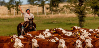 SE SOLICITAN TRABAJADORES AGRÍCOLAS/GANADEROS PARA GRANJA (CON O SIN EXPERIENCIA), 5 VACANTES. 35 A 40 HORAS SEMANALES, PAGO $20.00 A $23.00 POR HORA Trabajadores Agrícolas:Ganaderos Agrícola en Canadá Rancho en Canadá Empleo en Ontario Empleo sin experiencia en Canadá Agricultural:Livestock Workers Farm Labor Job in Canada