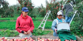 Trabajadores Para Granja de Frutas Empleo de Peón Agrícola en Canadá Empleo sin Experiencia Granja de Manzanas Fruit Farm Workers Farm Labor Jobs in Canada Jobs without Experience Apple Farm