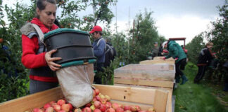 Trabajadores Para Granja de Frutas en Abbotsford Columbia Británica Empleo sin experiencia en Canadá Fruit Farm Workers in British Columbia Employment without experience in Canada
