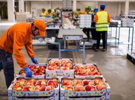 Envasadores de Frutas y Productos Alimenticios Fruit and Food Packers empleo sin experiencia