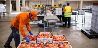 Envasadores de Frutas y Productos Alimenticios Fruit and Food Packers empleo sin experiencia