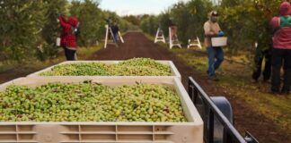 Peón Agrícola Para Finca en España Recolección de Aceitunas peones agrícolas en España Peón Agrícola Para Finca Agricultural Laborer for Farm in Spain Olive Harvesting in Spain